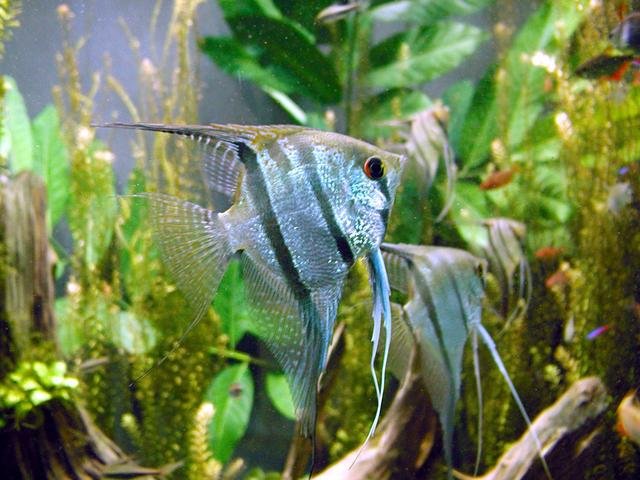 Freshwater_angelfish_biodome.jpg